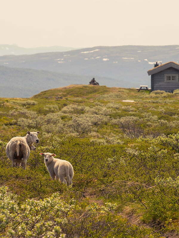 Nasjonalparkstyret — Foto for en av Norges vakreste nasjonalparker, bilde 9